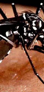 Karnataka sees sharp rise in dengue cases Karnataka sees sharp rise in dengue cases
